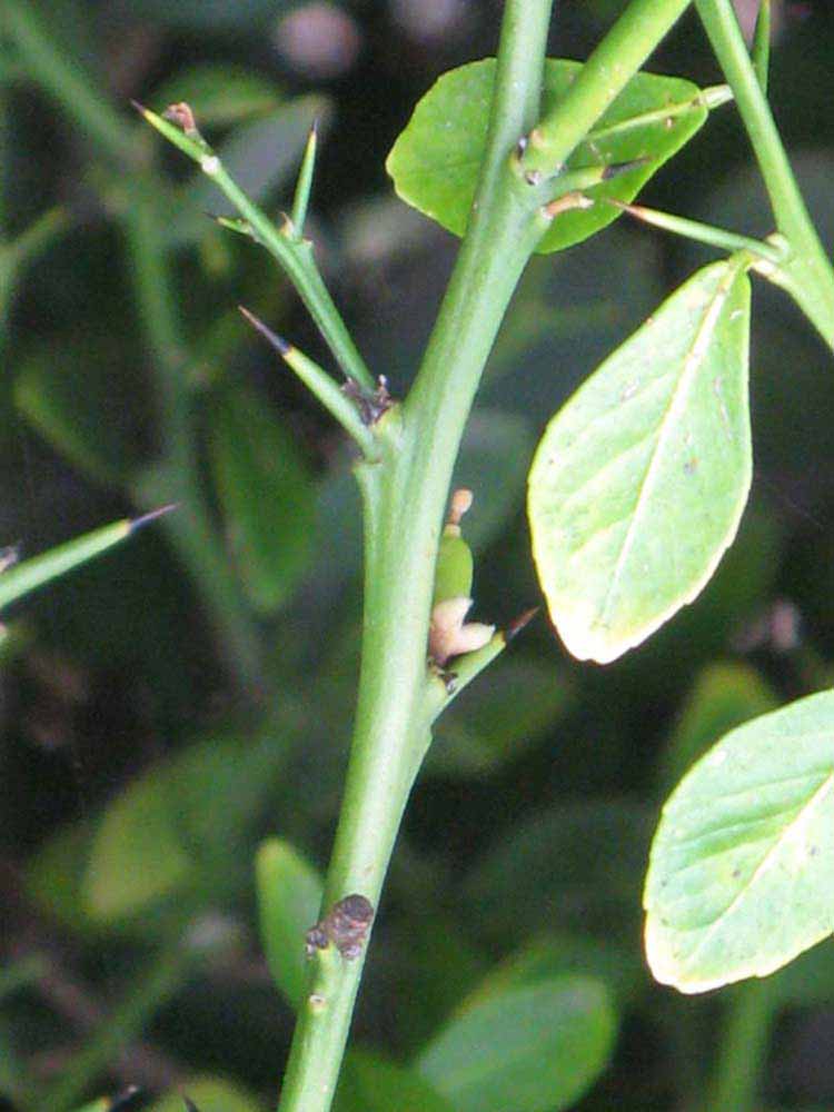              First year twig and thorns (Riverside,   CA)       